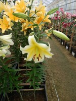 [4150 ConcaDor EVR No01.JPG]